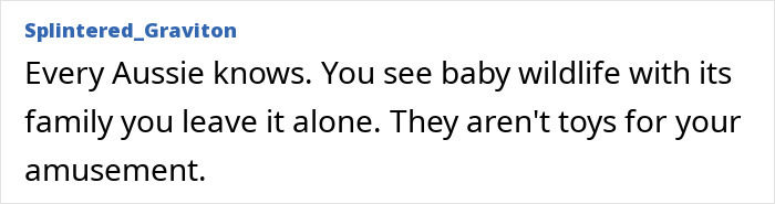 Comment emphasizing Aussie respect for baby wildlife with family, highlighting they aren't toys.