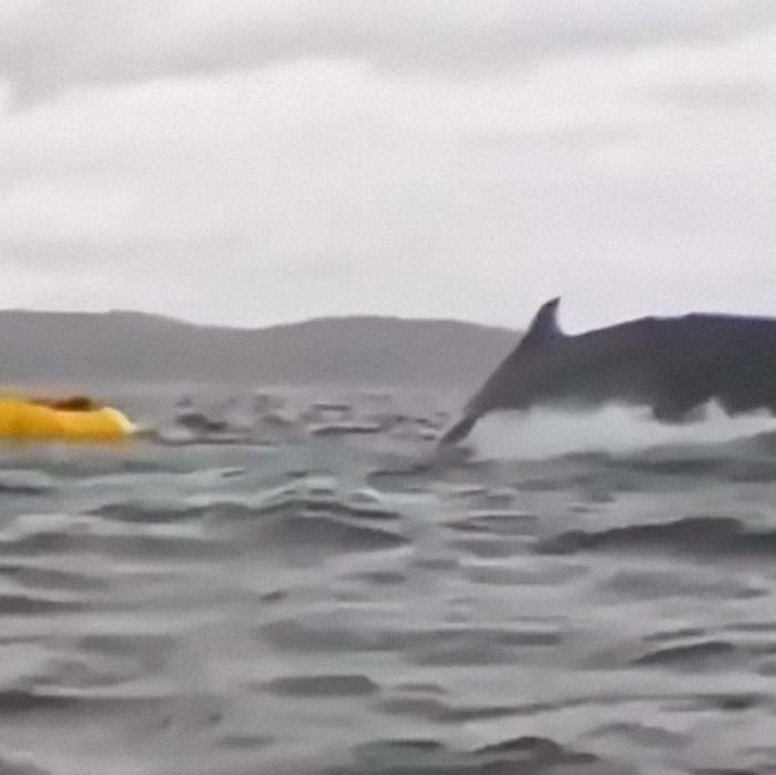 Whale breaching near a small yellow boat on a choppy sea, with distant hills in the background.