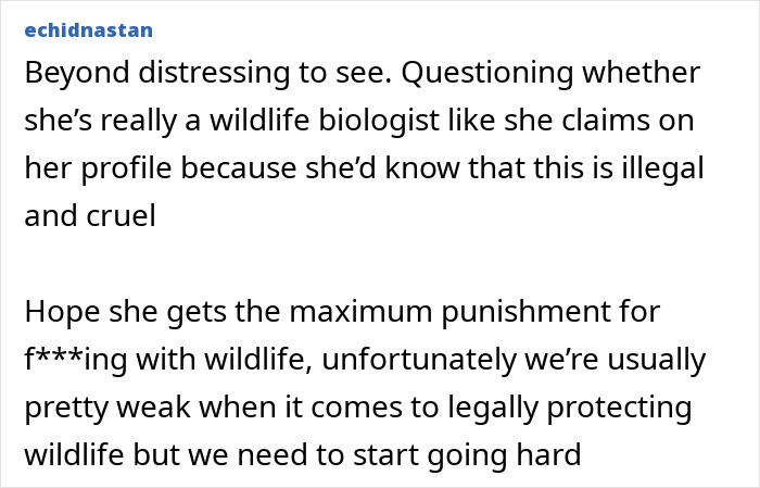 Comments criticizing an American tourist for snatching a baby wombat, calling for legal action.