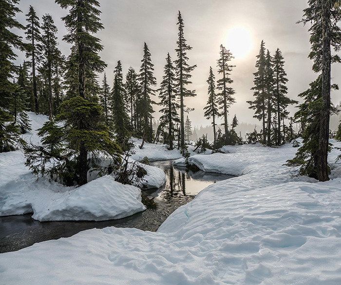 Snowy forest landscape with sun peeking through trees, serene winter scenery.
