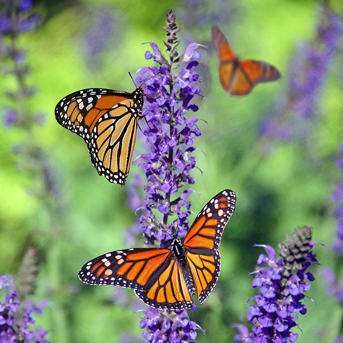 Butterflies perched on purple flowers.