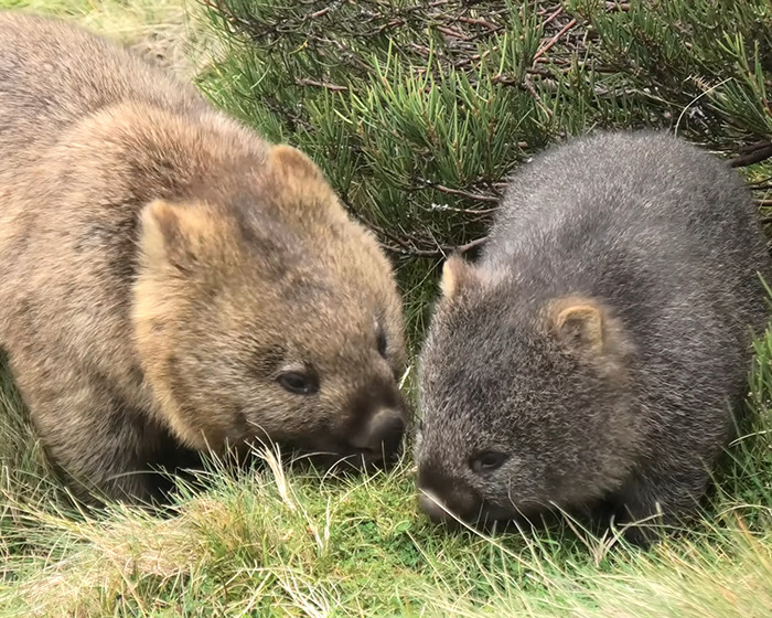 Mother and baby wombat grazing on grass in their natural habitat.