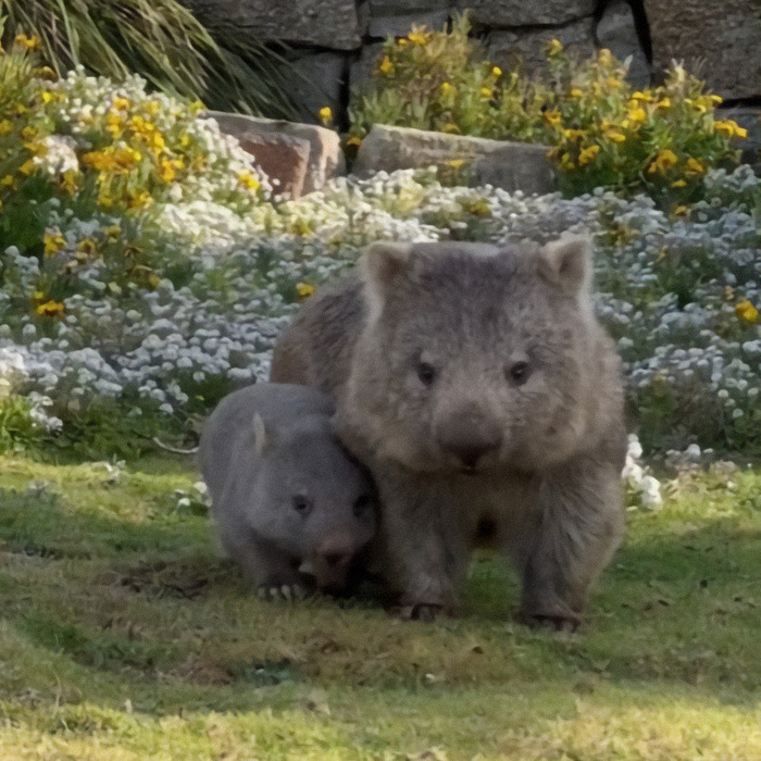 Adult wombat with a baby in a grassy field, highlighting mother and baby wombat in nature.