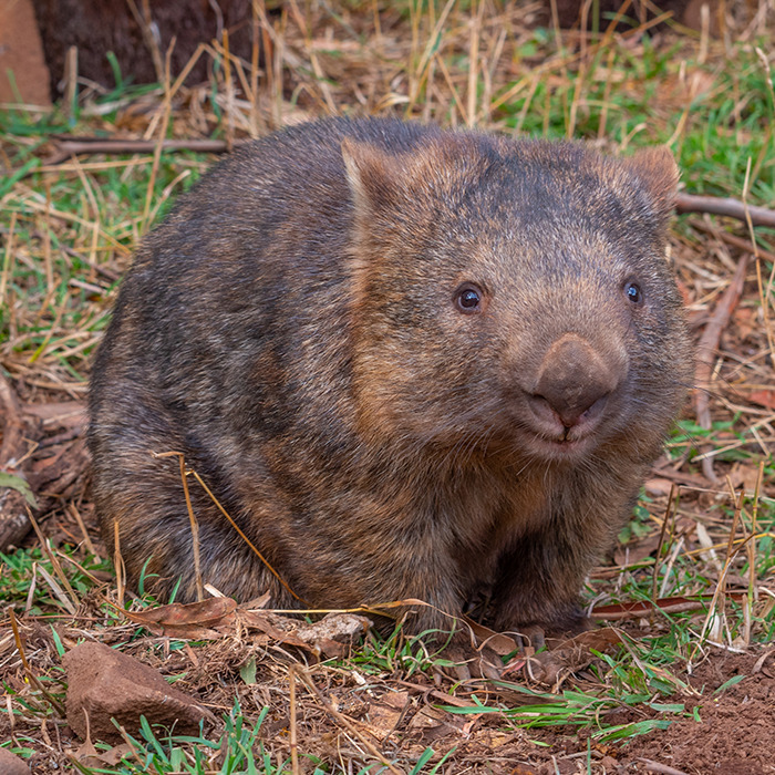 A wombat on grass in Australia, related to a call to deport an American tourist.