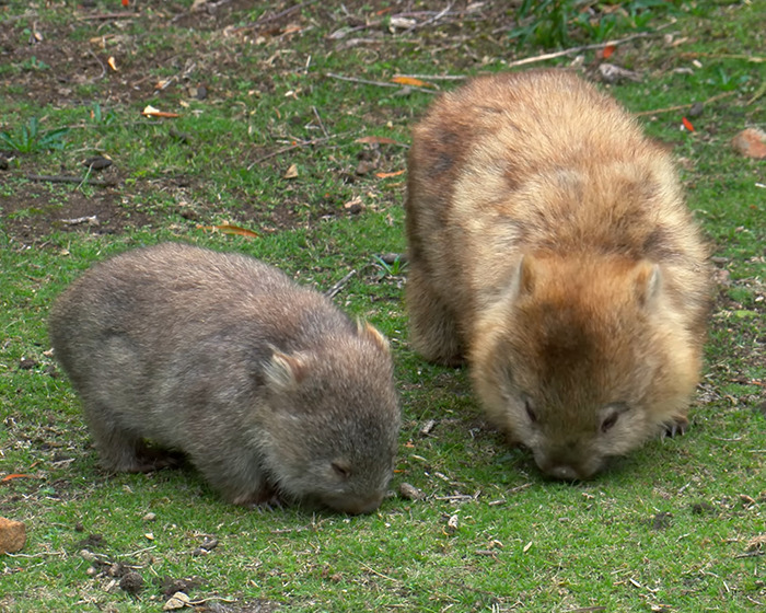 Wombat mother and baby foraging on grass.