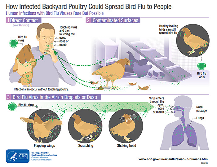 Diagram showing how bird flu virus spreads from infected poultry to people through direct contact, contaminated surfaces, and airborne droplets.