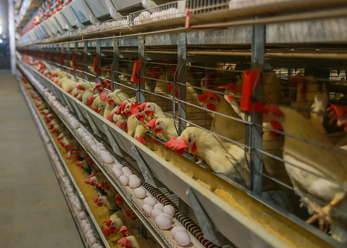 Rows of chickens in cages inside a large poultry farm, highlighting bird flu risks and the need for immediate preparedness.