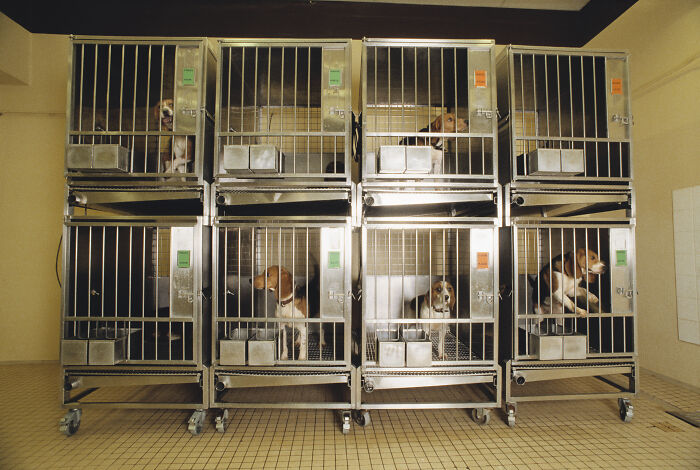 Beagles inside metal cages at NIH testing lab, symbolizing decades of brutal experiments before the lab shutdown.