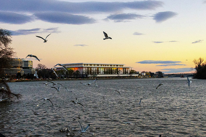 Seagulls flying over the Potomac River near the Kennedy Center at sunset with city buildings in the background.
