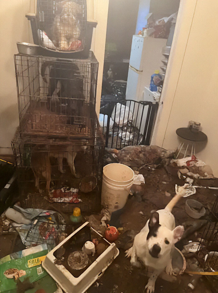 Cluttered home with over 40 animals in cages, showing filthy conditions and evidence of rot and neglect.