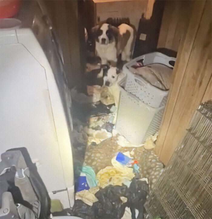 Cluttered room with dogs and dirty laundry, showing horrific scenes of a home with rotting carcass and over 40 animals.