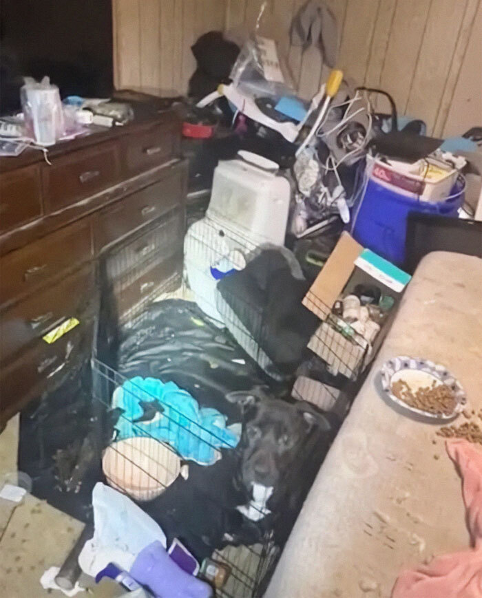 Cluttered room with dirty floor, cages, and dogs inside, depicting a horrifying scene with multiple animals neglected.