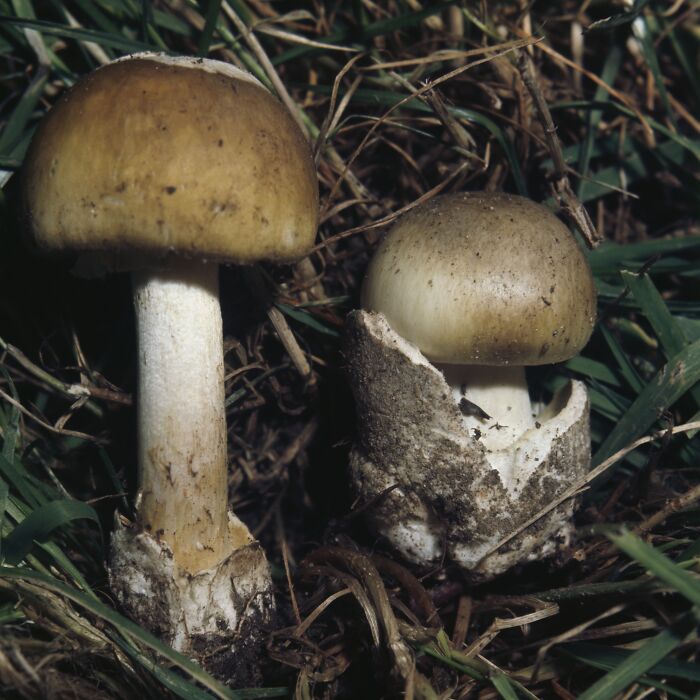 Poisonous mushrooms growing in grass, related to mushroom poisoning case and toxic lunch incident.