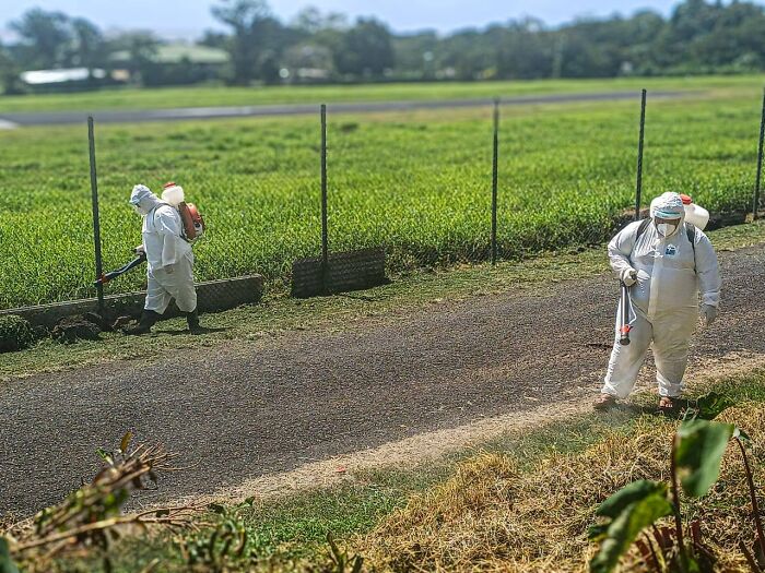 Two workers in protective suits spraying insecticide near a field addressing Pacific Islands dengue fever outbreak.
