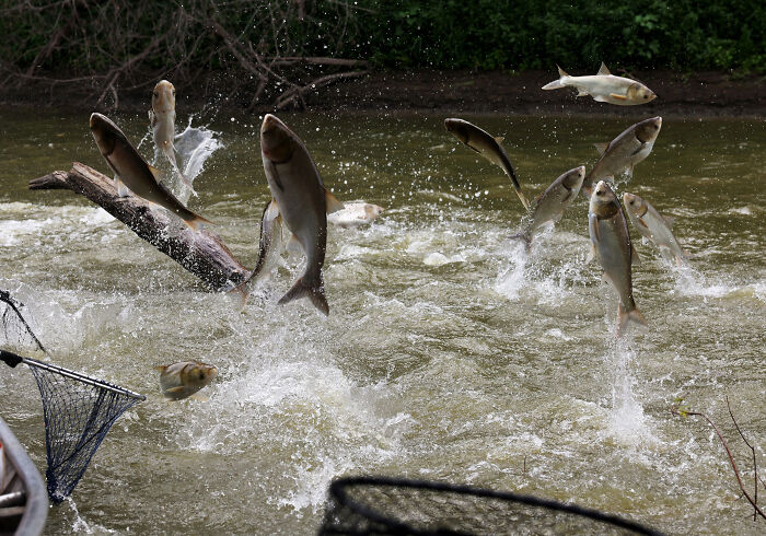 Fish jumping out of water near riverbank with splashing waves and fishing nets in view, capturing a lively natural scene.