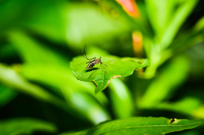 Mosquito resting on green leaf representing Pacific Islands dengue fever outbreak and climate-driven health risks.