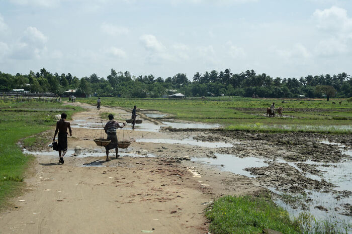 Farmers walking along a muddy path in rural Myanmar amid ongoing junta election and atrocity allegations.