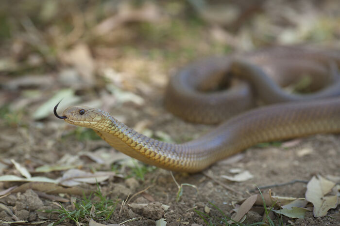 Brown snake flicking tongue on dry ground, related to dad thinking son was drinking alcohol before incident.