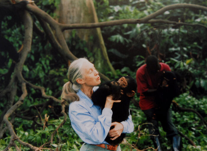 Jane Goodall holding a chimpanzee in a forest, highlighting her renowned work with primates and conservation efforts.