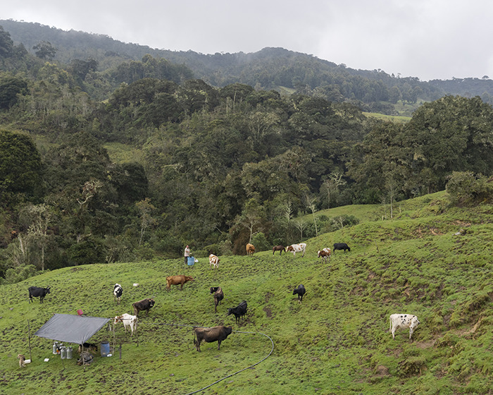 Rural landscape with grazing cows and dense forest, unrelated to police rescue of children from Lev Tahor sect.