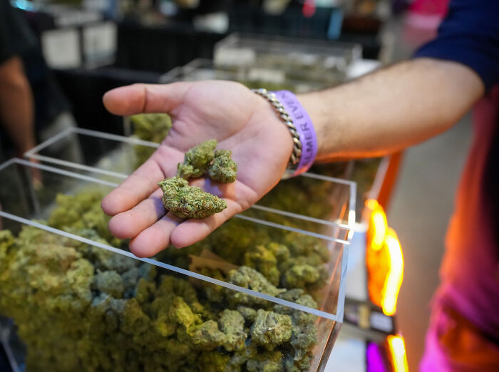 Hand holding cannabis buds above a container, representing a Trumpster&rsquo;s family income source affected by government actions.