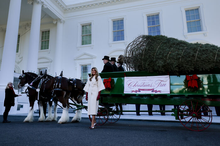 Melania Trump standing near a horse-drawn carriage with a White House Christmas tree during holiday ceremony.