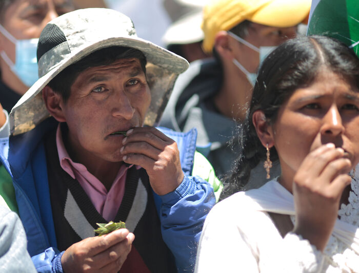 People chewing coca leaf in a crowd, highlighting debates on the coca leaf and its classification as a hard d**g.