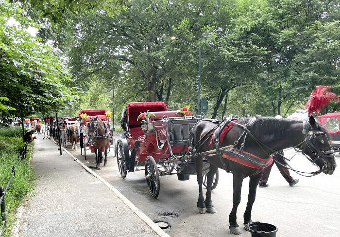 Horse-drawn carriages lined up on a New York City street surrounded by green trees on a summer day.