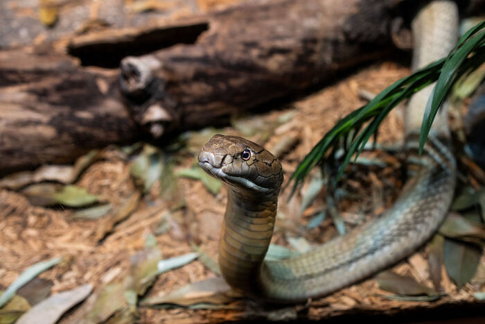 Snakes And Ivanka Lookalike Take Center Stage In Trump&rsquo;s Sweaty Holiday Speech
