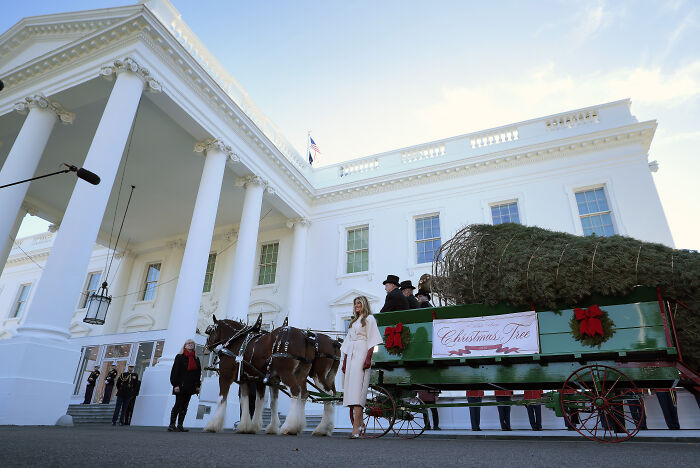 Horse-drawn wagon carrying a large Christmas tree during Melania Trump&rsquo;s 2025 Christmas decorations event at the White House.