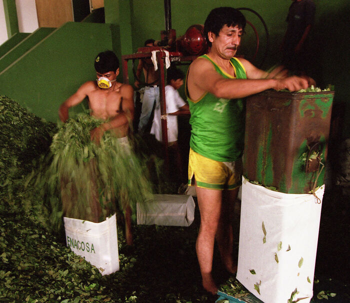Workers processing coca leaf in a green room, illustrating coca leaf use and its classification as a hard d**g issue.