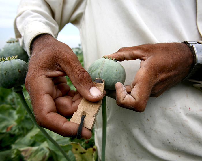 Beyond Fentanyl: How Ultra-Potent Nitazenes Are Redrawing The Opioid Map