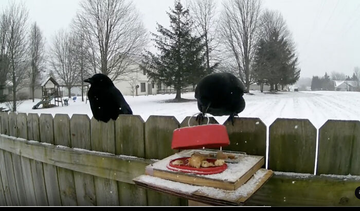 Two crows perched on a snowy fence near a red bird feeder, related to man teaching crows to attack MAGA hats.