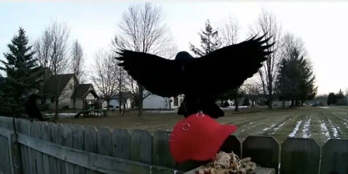 Crow attacking a red MAGA hat on a fence, showing man teaching crows to target political hats outdoors.